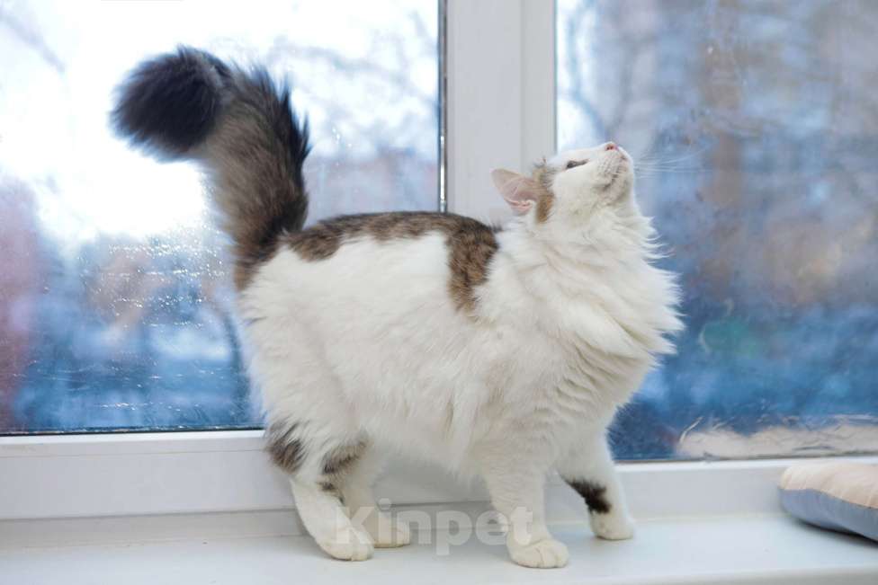 Кошки в Санкт-Петербурге: Обалденные красавцы братики Мальчик, 100 руб. - фото 6