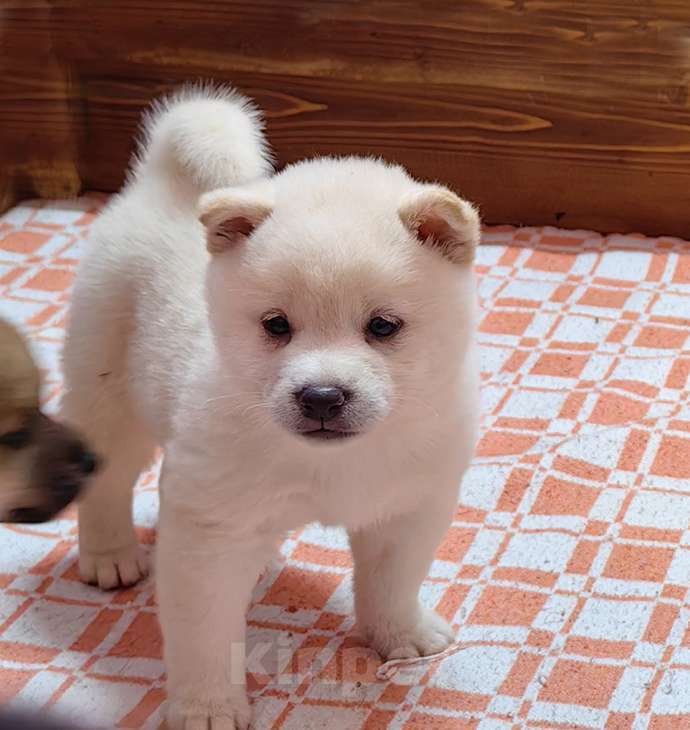 Собаки в Москве: Белые Сиба ину (Шиба ину) - девочка. Девочка, 80 000 руб. - фото 2