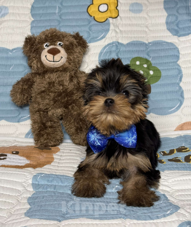 Собаки в Москве: Йоркширский терьер мальчик Мальчик, 60 000 руб. - фото 2