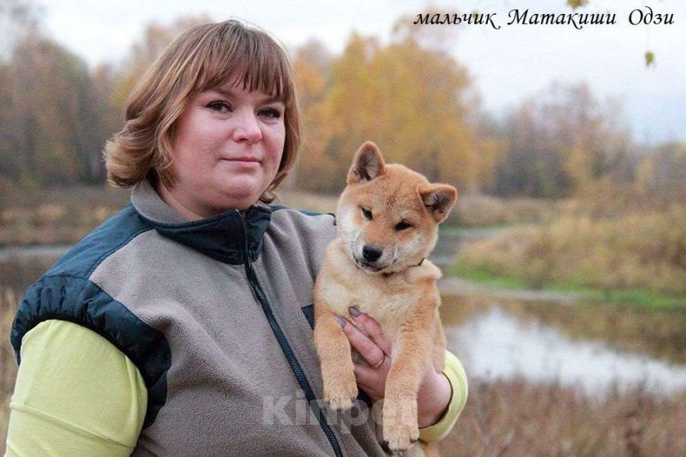 Собаки в Москве: щенки сиба ину (шиба ину) Мальчик, 30 000 руб. - фото 9