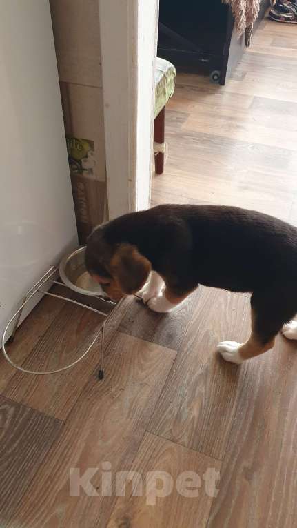 Собаки в других городах Пермского края: Очаровашка биглюша Мальчик, 17 000 руб. - фото 2