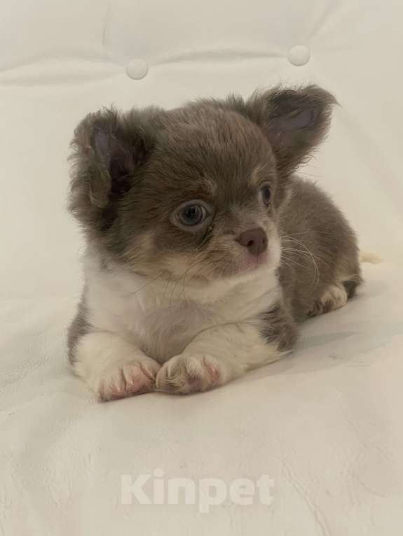 Собаки в Санкт-Петербурге: Лилово подпалый мальчик Мальчик, 40 000 руб. - фото 2