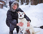 Собаки в Москве: Веселая, позитивная собака-улыбака! Девочка, Бесплатно - фото 4