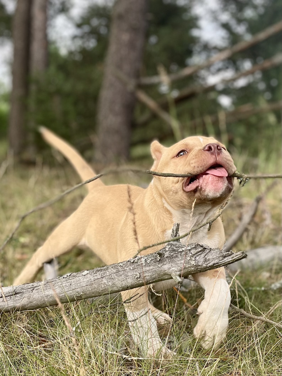 Собаки в других городах Московской области: Американский Булли стандарт Мальчик, 100 000 руб. - фото 9