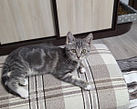 Кошки в Москве: пристрою котёнка Девочка, Бесплатно - фото 3