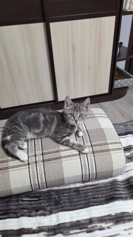 Кошки в Москве: пристрою котёнка Девочка, Бесплатно - фото 3