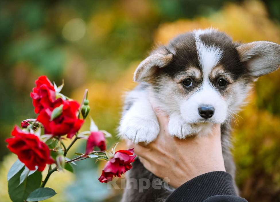 Собаки в Новосибирске: Вельш Корги Пемброк Джуди Хопс Девочка, 65 000 руб. - фото 9