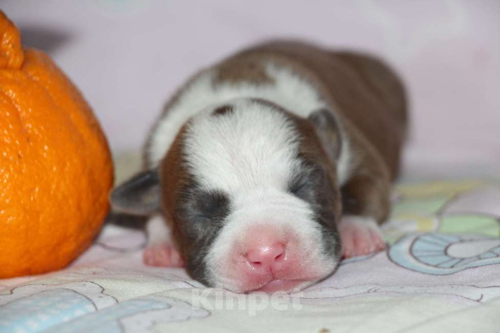 Собаки в Владивостоке: Амстафф Мальчик  Мальчик, 60 000 руб. - фото 1