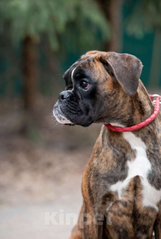 Собаки в Москве: Девочка боксера  Девочка, 60 000 руб. - фото 4