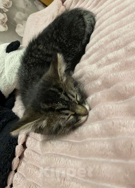 Кошки в Москве: Игривый котёнок Мальчик, 1 руб. - фото 4