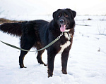 Собаки в Москве: Крупная собака ищет семью Мальчик, Бесплатно - фото 3