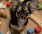 Собаки в Москве: Чихуахуа девочка Девочка, 45 000 руб. - фото 1