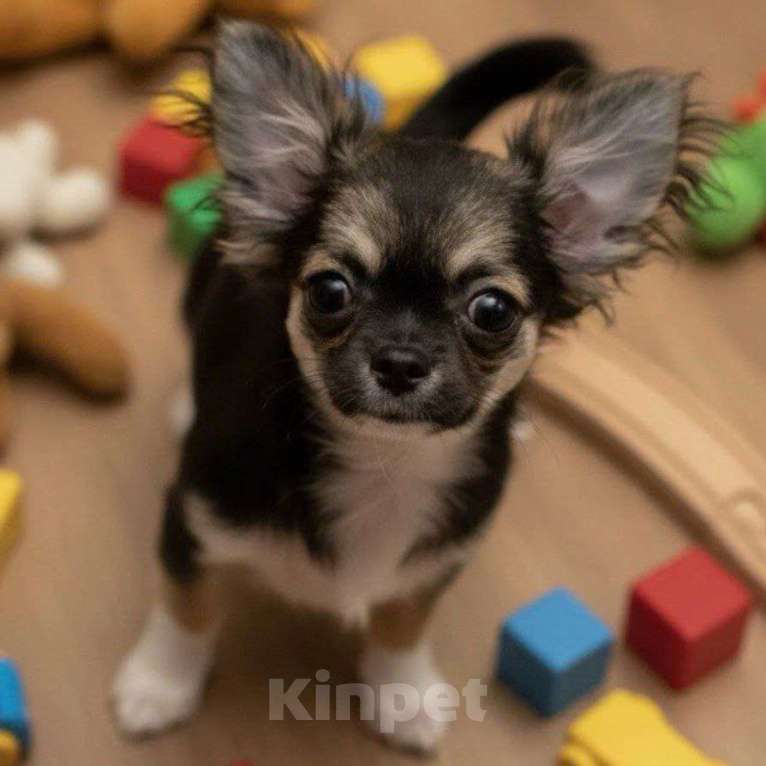 Собаки в Москве: Чихуахуа девочка Девочка, 45 000 руб. - фото 1