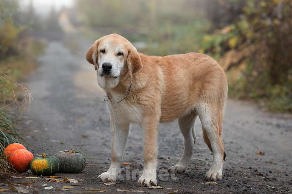 Собаки в других городах Московской области: Испанский мастиф, щенки Девочка, 80 000 руб. - фото 2