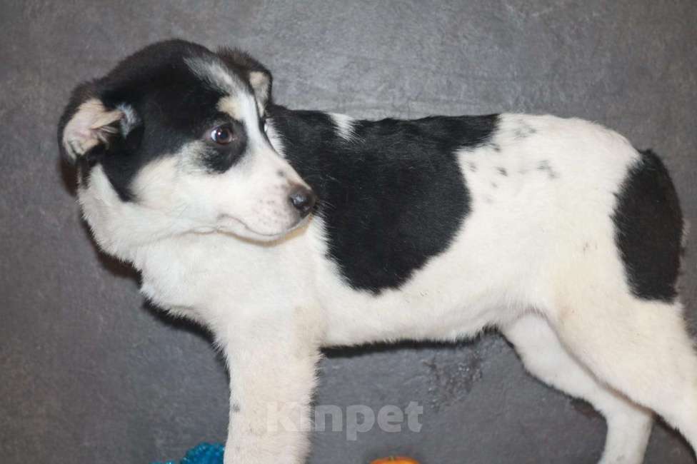 Собаки в Липецке: Ищу щенку Альме преданного человека Девочка, 500 руб. - фото 5