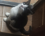 Кошки в Подольске: Котёнок с улицы Лизюкова Мальчик, Бесплатно - фото 2