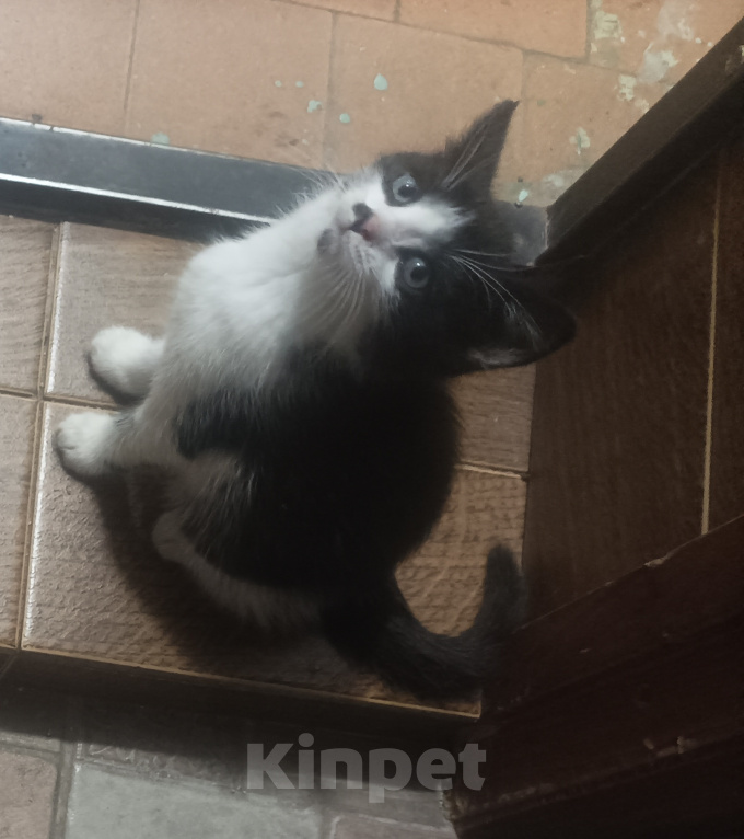Кошки в Подольске: Котёнок с улицы Лизюкова Мальчик, Бесплатно - фото 2