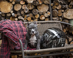 Собаки в Москве: Щенок, Американский Булли. Покет Мальчик, 50 000 руб. - фото 1