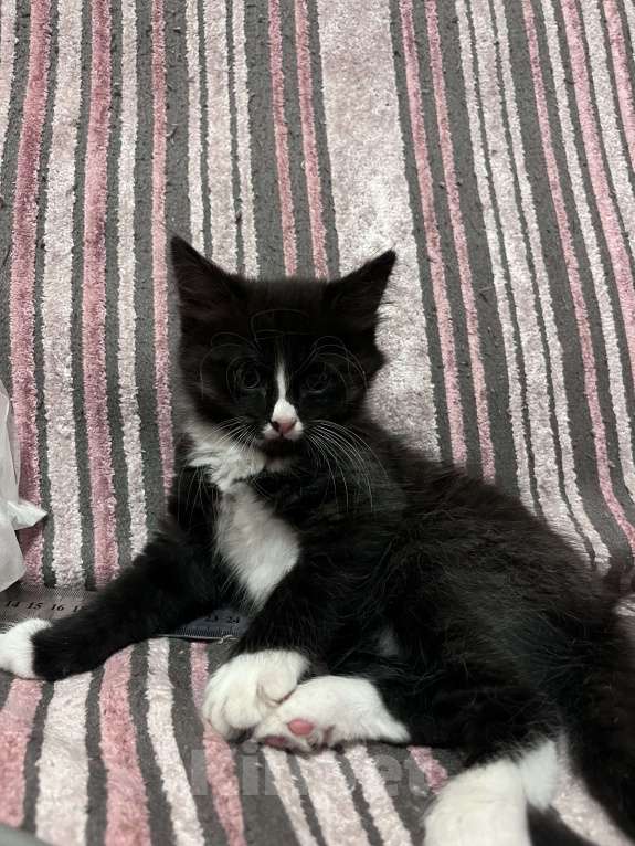 Кошки в Москве: Круглый Мальчик, Бесплатно - фото 2