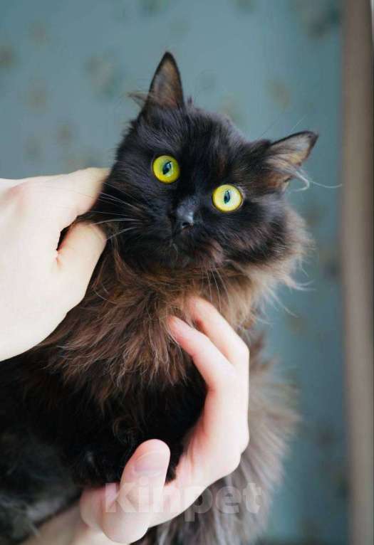 Кошки в Москве: Трюфель в поиске дома Мальчик, Бесплатно - фото 5