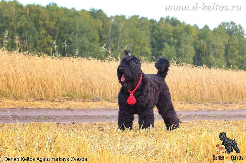 Собаки в Москве: Щенки Русского Чёрного Терьера Мальчик, 50 000 руб. - фото 5