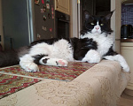 Кошки в Лобне: Вязка Мейн Кун Мальчик, 1 000 руб. - фото 2