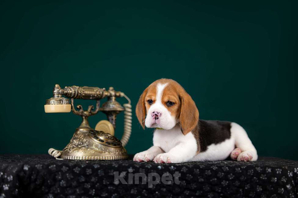 Собаки в Москве: Щенок Бигль, питомник РКФ Мальчик, 60 000 руб. - фото 3