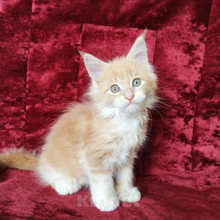 Кошки в Москве: Котёнок Мейн-Кун полидакт Девочка Девочка, 80 000 руб. - фото 7