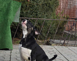 Собаки в Абинске: Шикарная девочка бультерьера Девочка, 50 000 руб. - фото 3