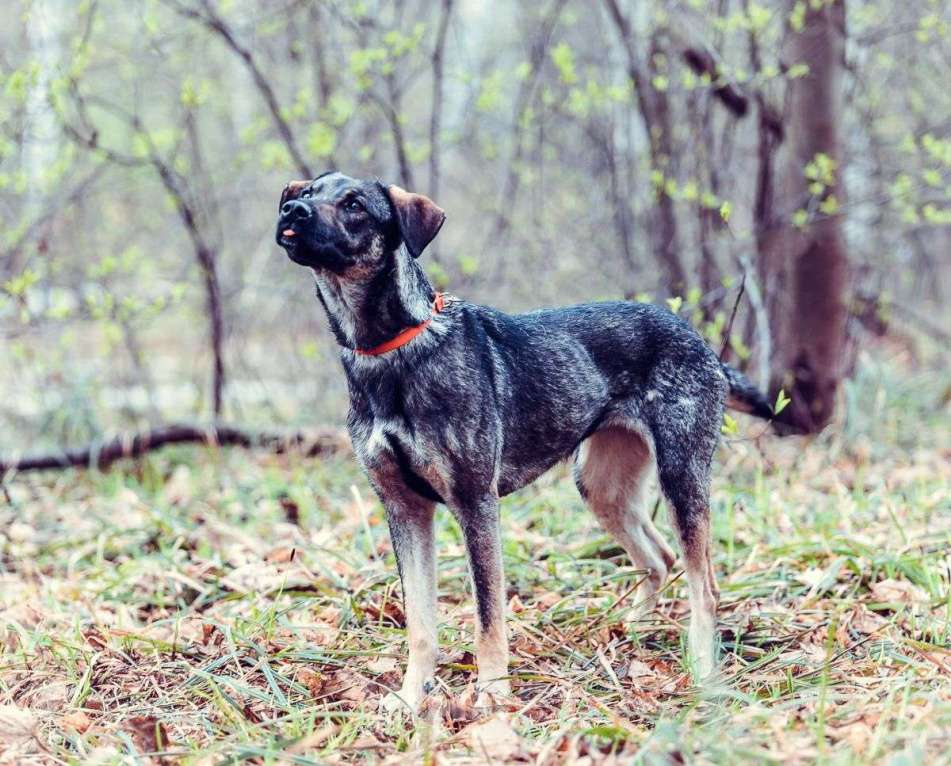Собаки в Москве: Мадера Девочка, Бесплатно - фото 4