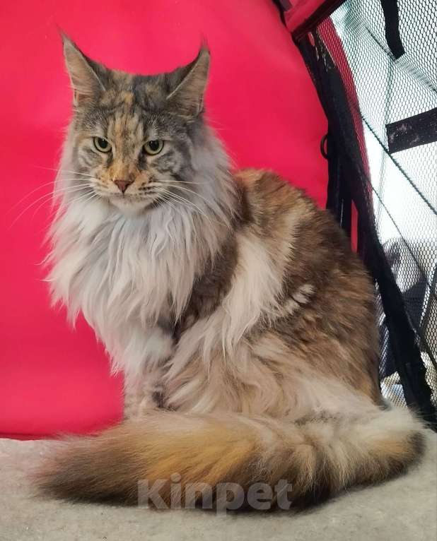 Кошки в Барнауле: Кошечка для вас Девочка, 10 000 руб. - фото 3