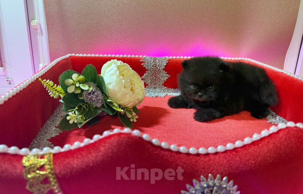 Собаки в Москве: Щенки померанский шпиц, кобель, черный Мальчик, 100 000 руб. - фото 7