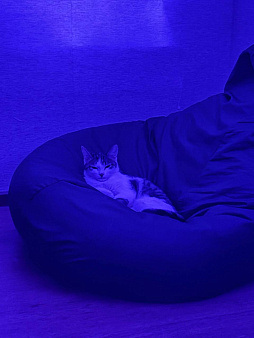 Кошечка в добрые руки