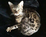 Кошки в Славгороде: Бенгальский котенок, 7 000 руб. - фото 3