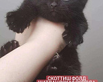 Кошки в Моздоке: Котята, 6 000 руб. - фото 2