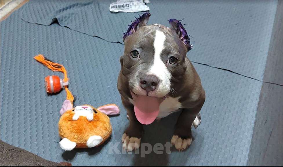 Собаки в Магнитогорске: Американский булли, щенок Мальчик, 65 000 руб. - фото 2