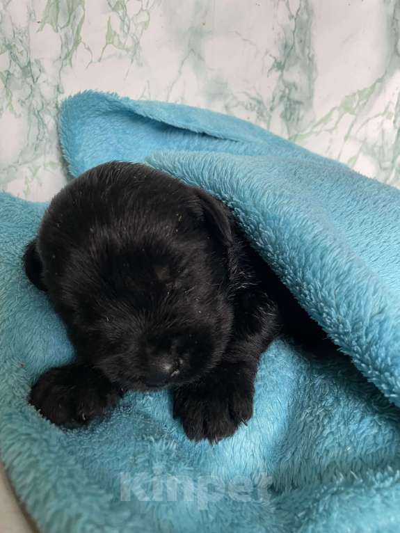 Собаки в Санкт-Петербурге: Продам щенка Мальчик, 25 000 руб. - фото 2