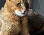 Кошки в Люберцах: Котята чаузи ф1b Девочка, 150 000 руб. - фото 9