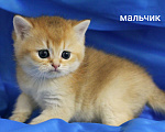 Кошки в Москве: Шотландские котята  Мальчик, 20 000 руб. - фото 4