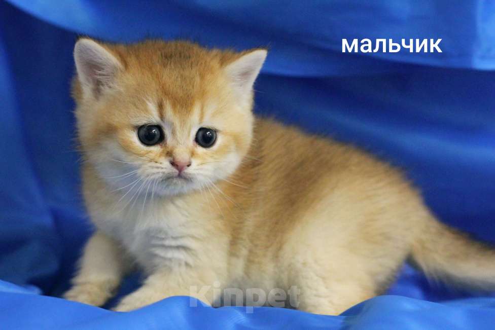 Кошки в Москве: Шотландские котята  Мальчик, 20 000 руб. - фото 4