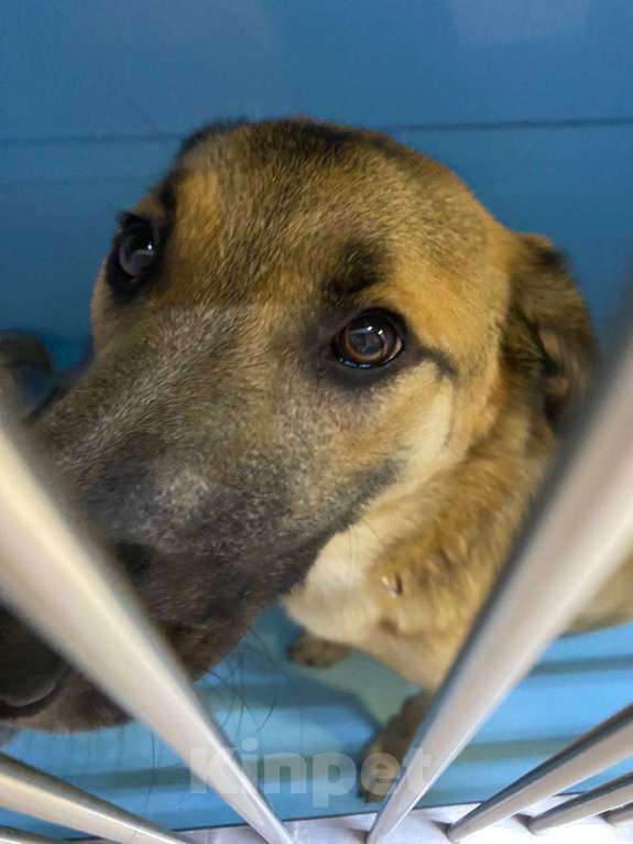 Собаки в Москве: Добрейший Трошенька ищет дом Мальчик, Бесплатно - фото 5