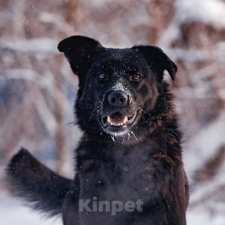 Собаки в Сергиеве Посаде: Классный Палкан ищет дом Мальчик, 10 руб. - фото 1