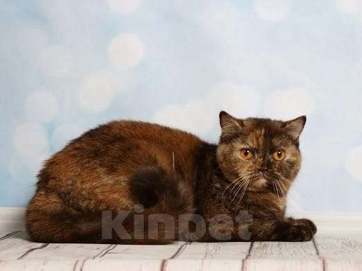 Кошки в Москве: Шотландская кошка Девочка, 15 000 руб. - фото 1