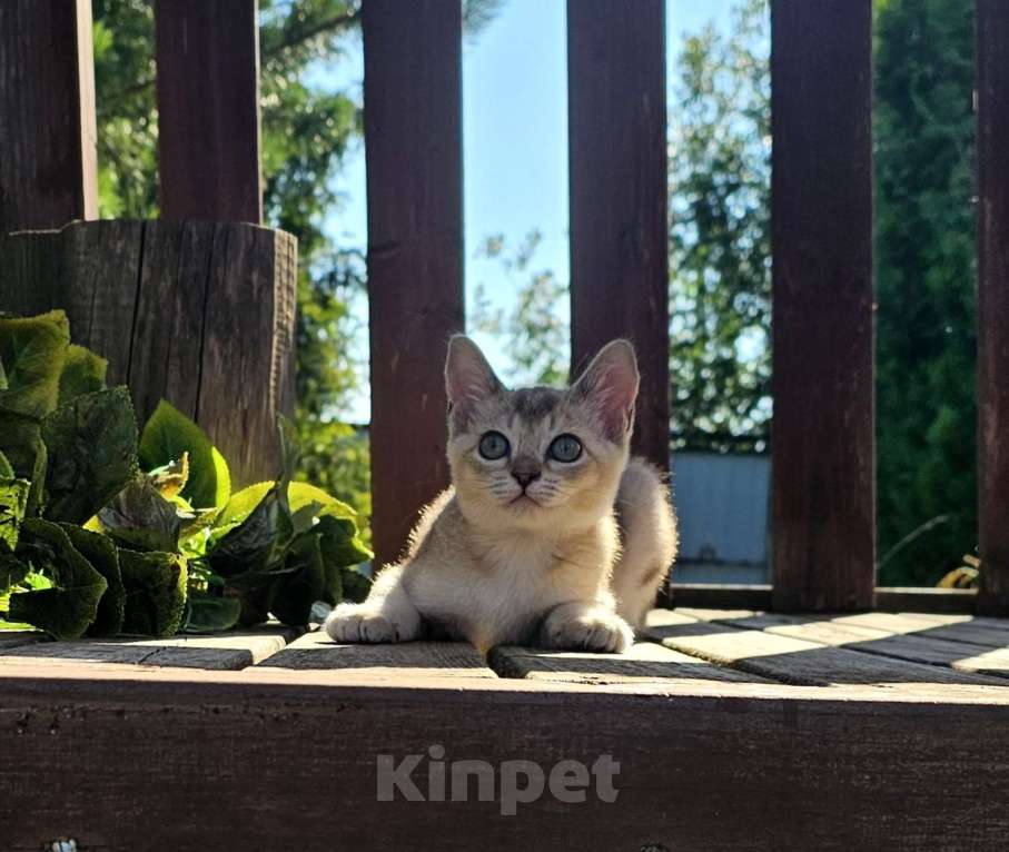 Кошки в Москве: Азиатская табби котёнок  Мальчик, 90 000 руб. - фото 2