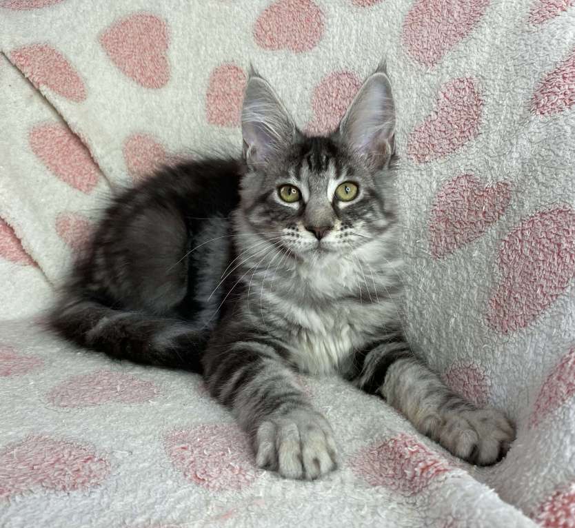 Кошки в Дмитрове: Черная серебристая мраморная девочка мейн кун Zaura Девочка, 25 000 руб. - фото 6