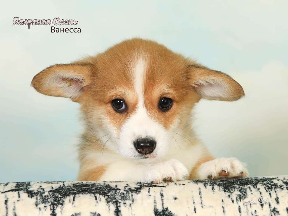 Собаки в других городах Московской области: Продается девочка вельш корги пемброк Девочка, 80 000 руб. - фото 1