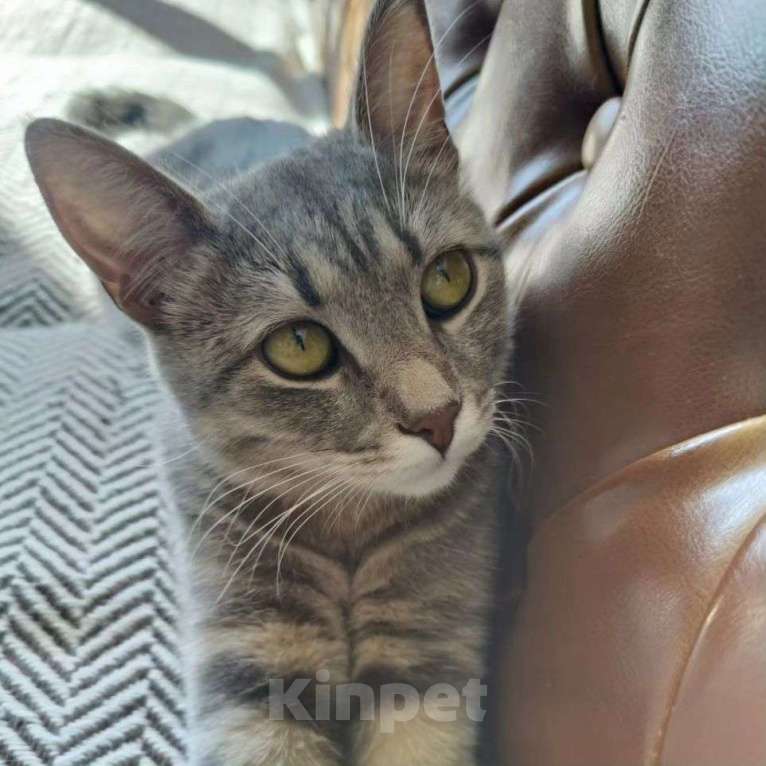 Кошки в Москве: Крошечная испуганная кошечка Девочка, Бесплатно - фото 5