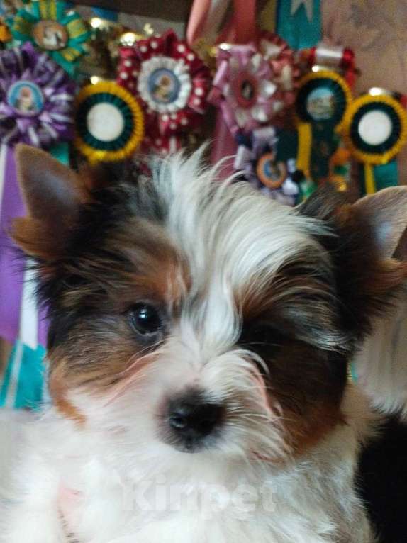 Собаки в Москве: Бивер-терьер очаровательная леди Девочка, Бесплатно - фото 3