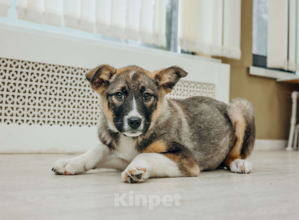 Собаки в Москве: Щенки бесплатно в Москве Девочка, Бесплатно - фото 1