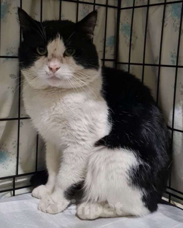 Кошки в Санкт-Петербурге: Пират ждет своего Человека Мальчик, Бесплатно - фото 2